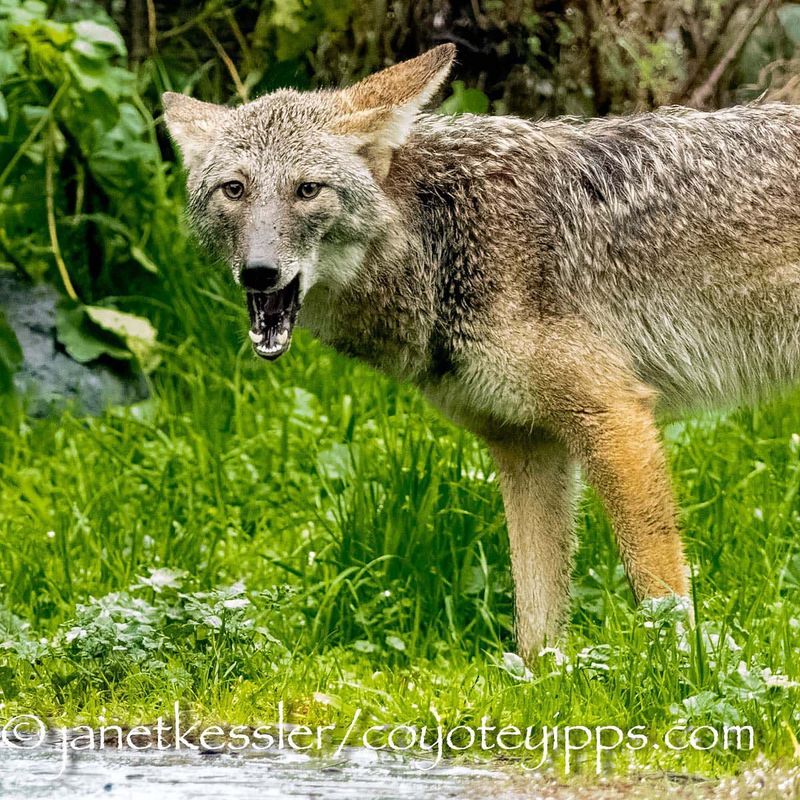 Use Coyote Repellents