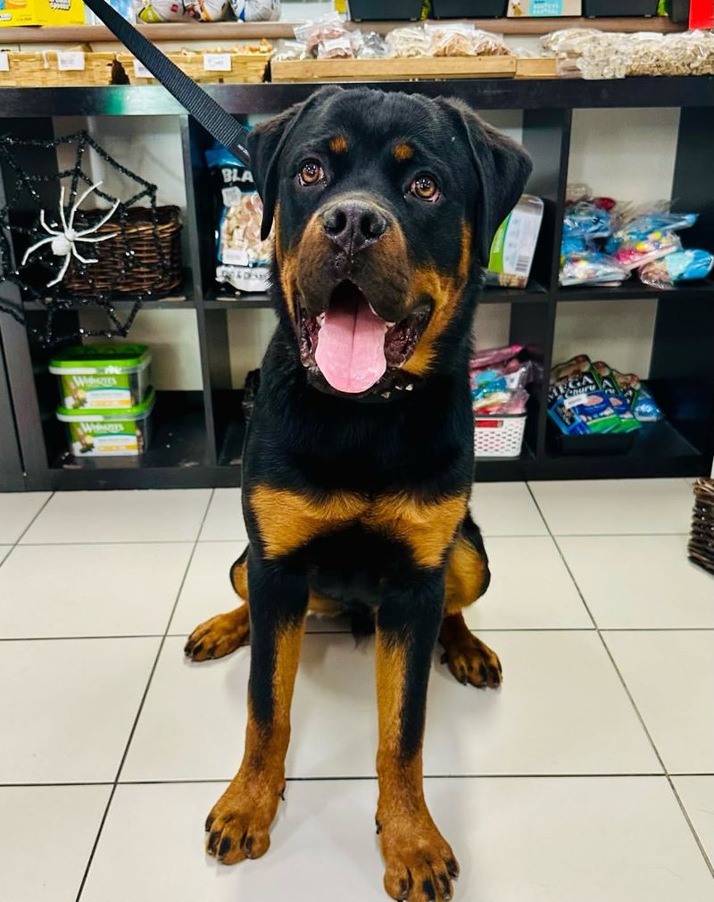 Versatile Working Dogs