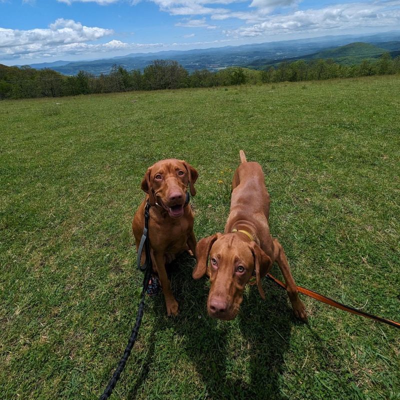 Vizsla