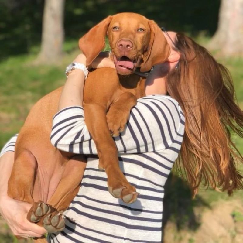 Vizsla