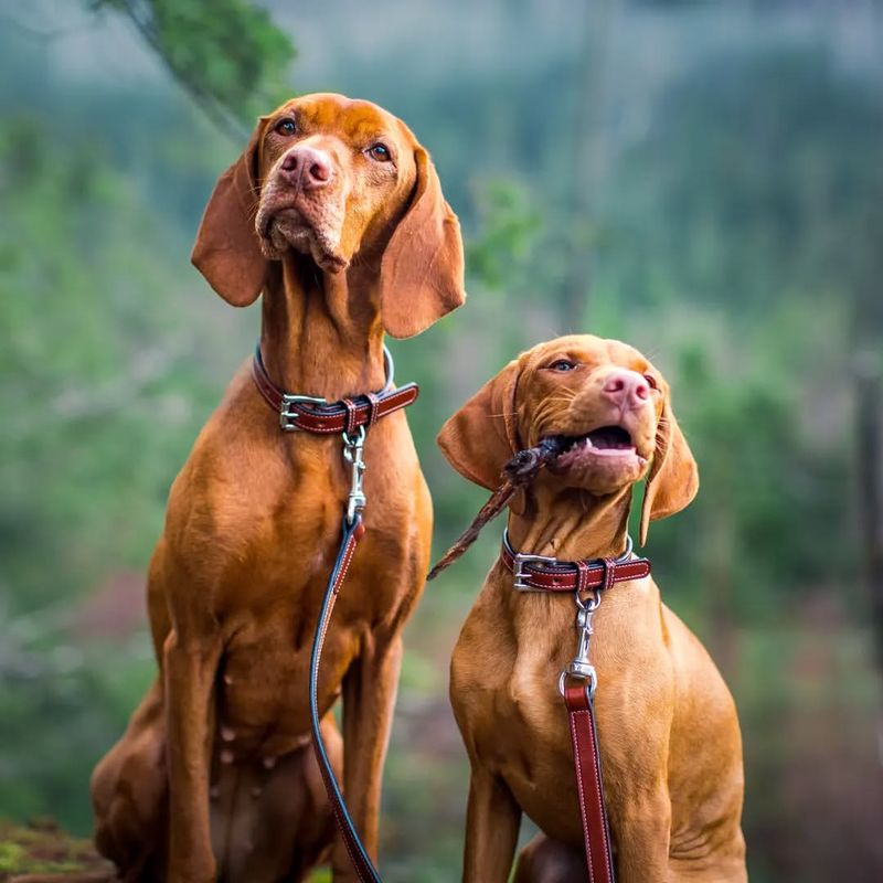 Vizsla