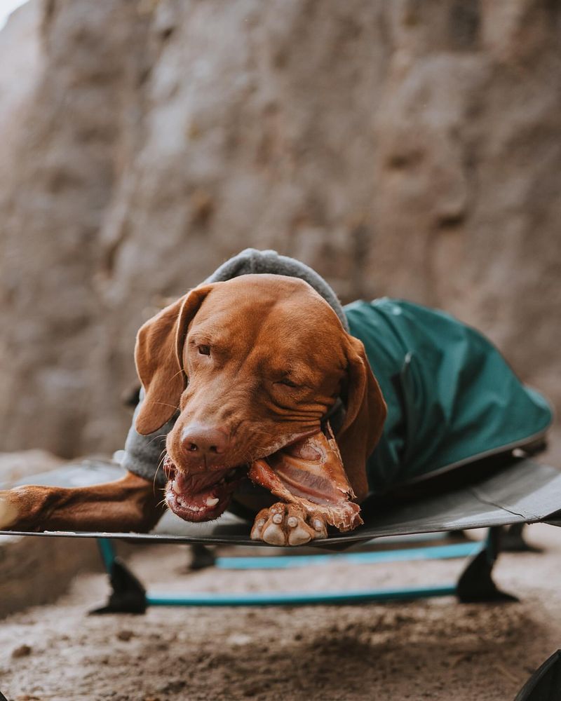 Vizsla