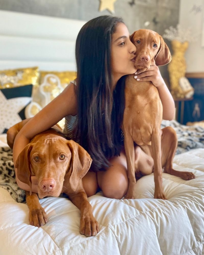 Vizsla