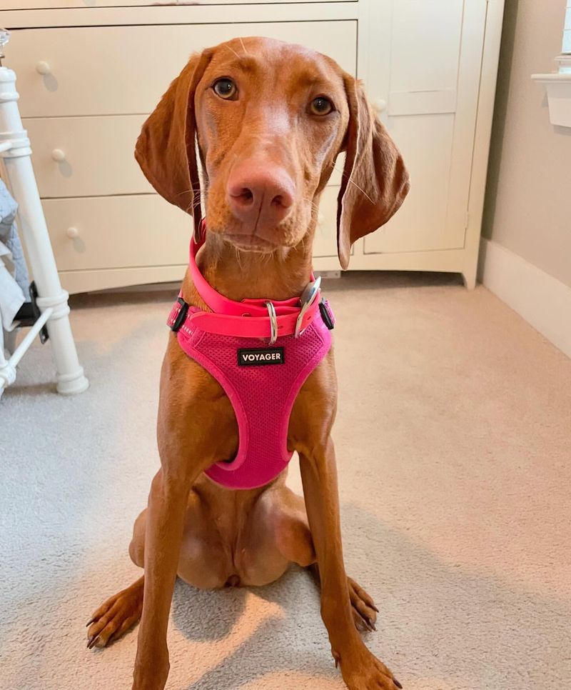 Vizsla