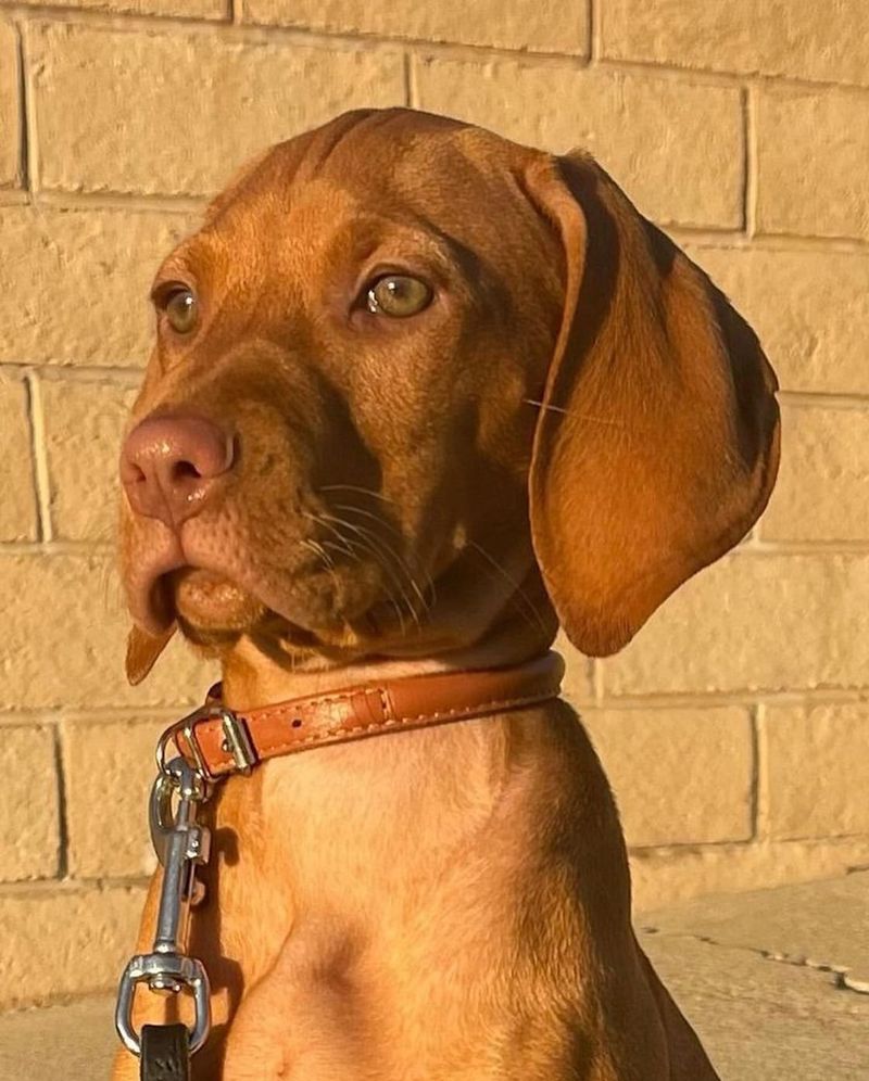 Vizsla