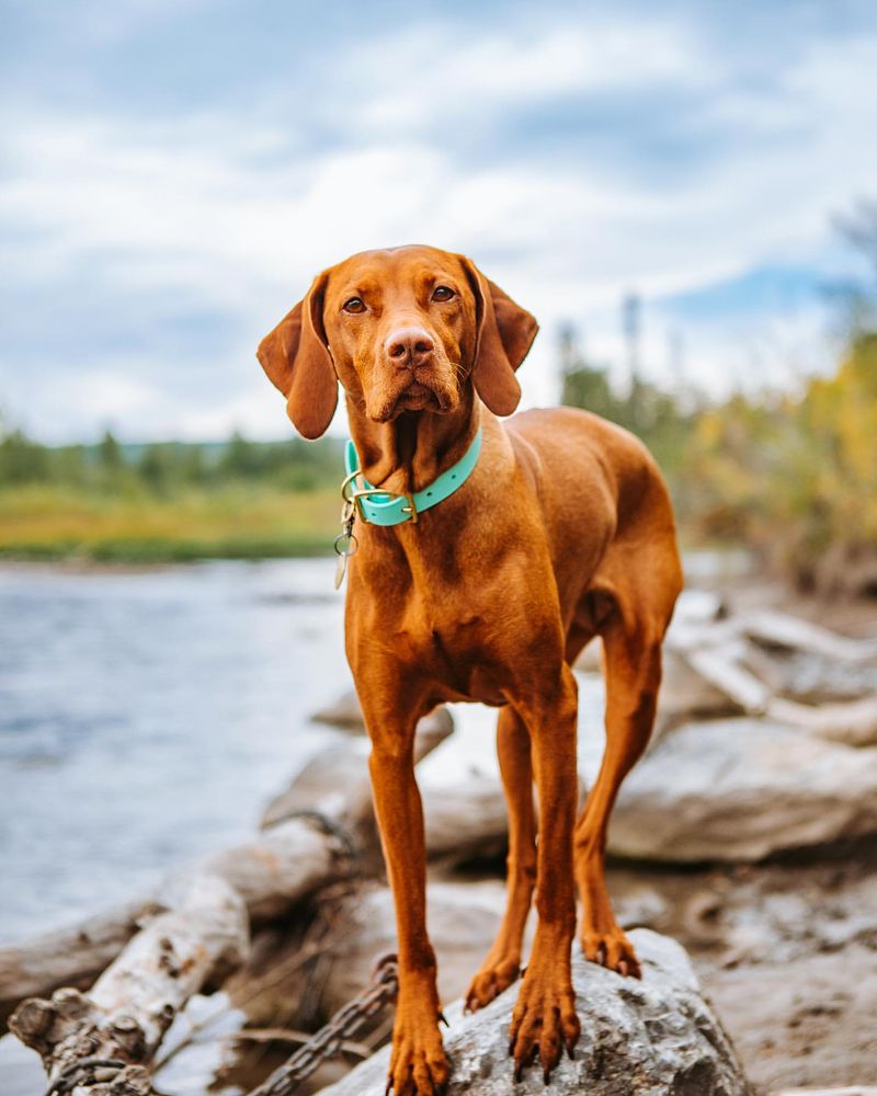 Vizsla