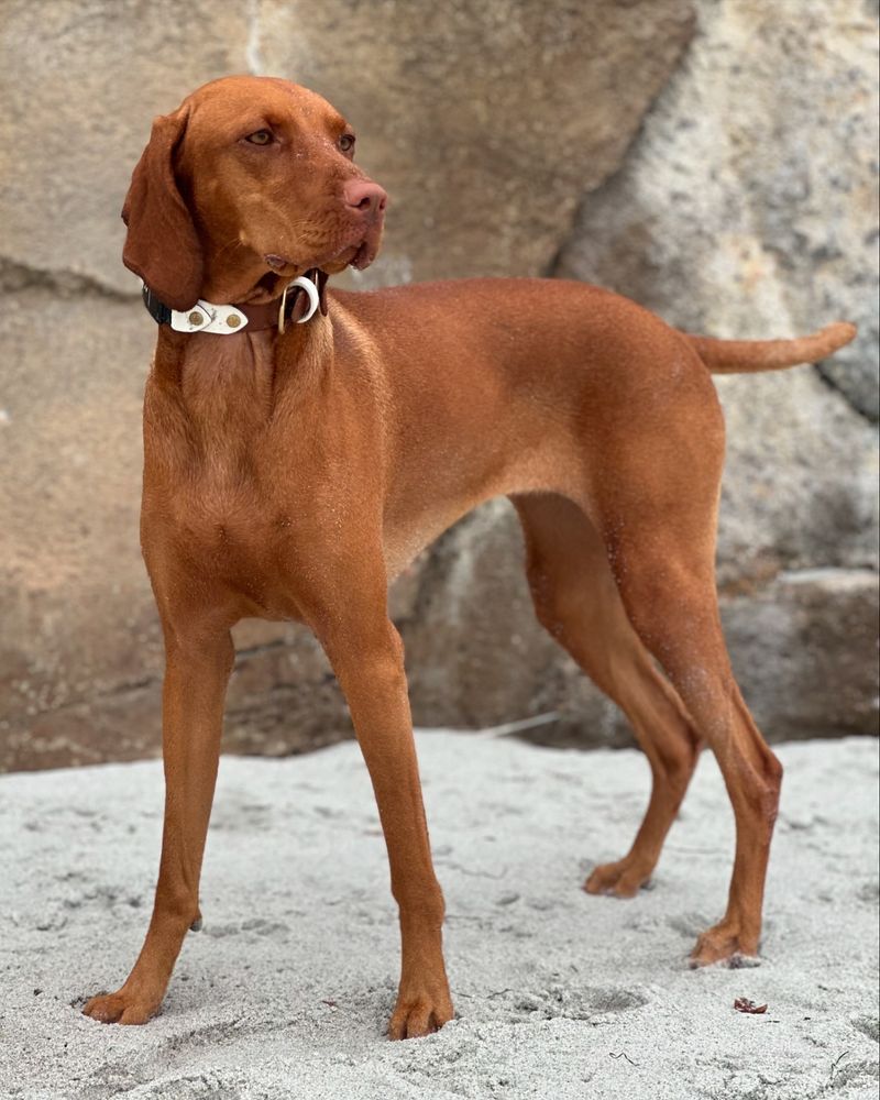 Vizsla