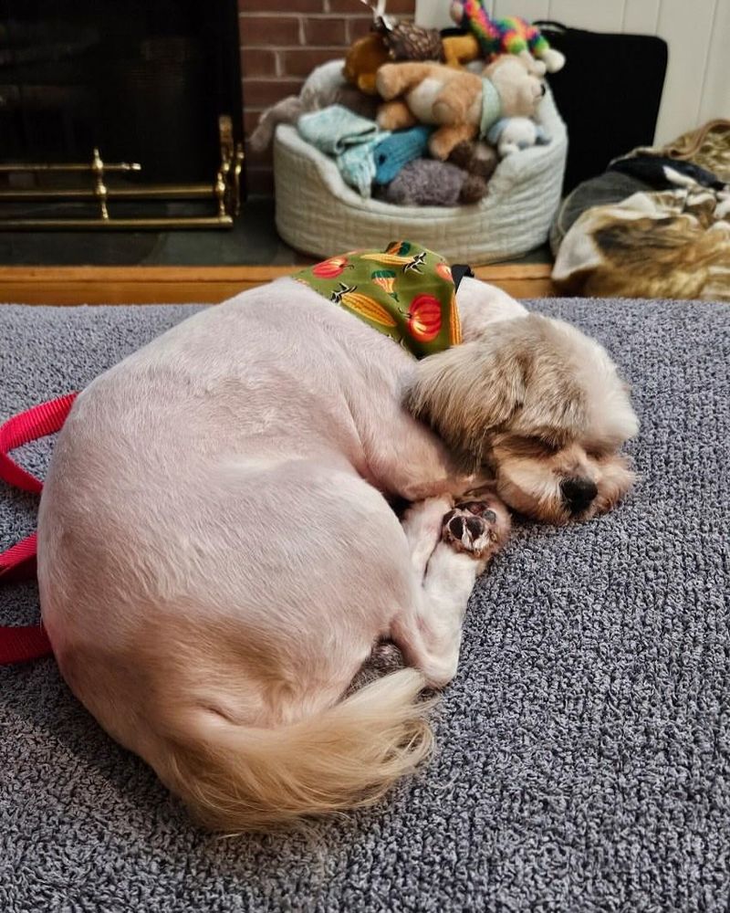Wagging While Sleeping