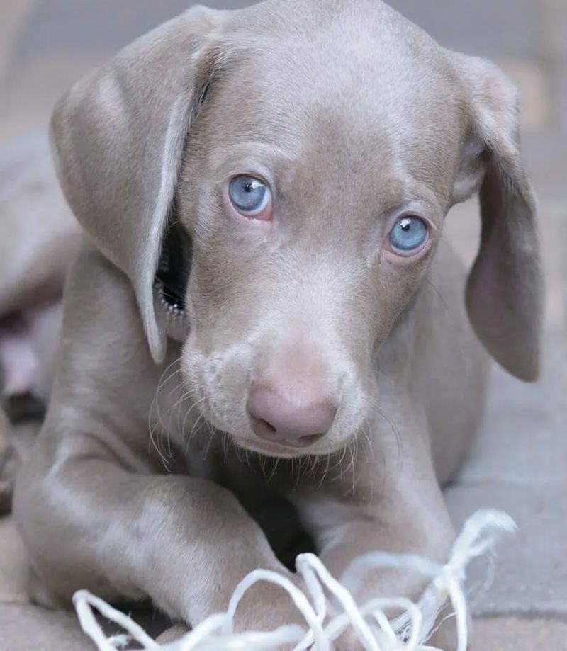 Weimaraner