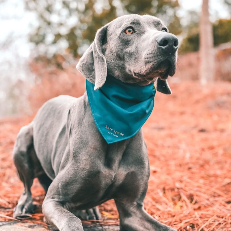 Weimaraner