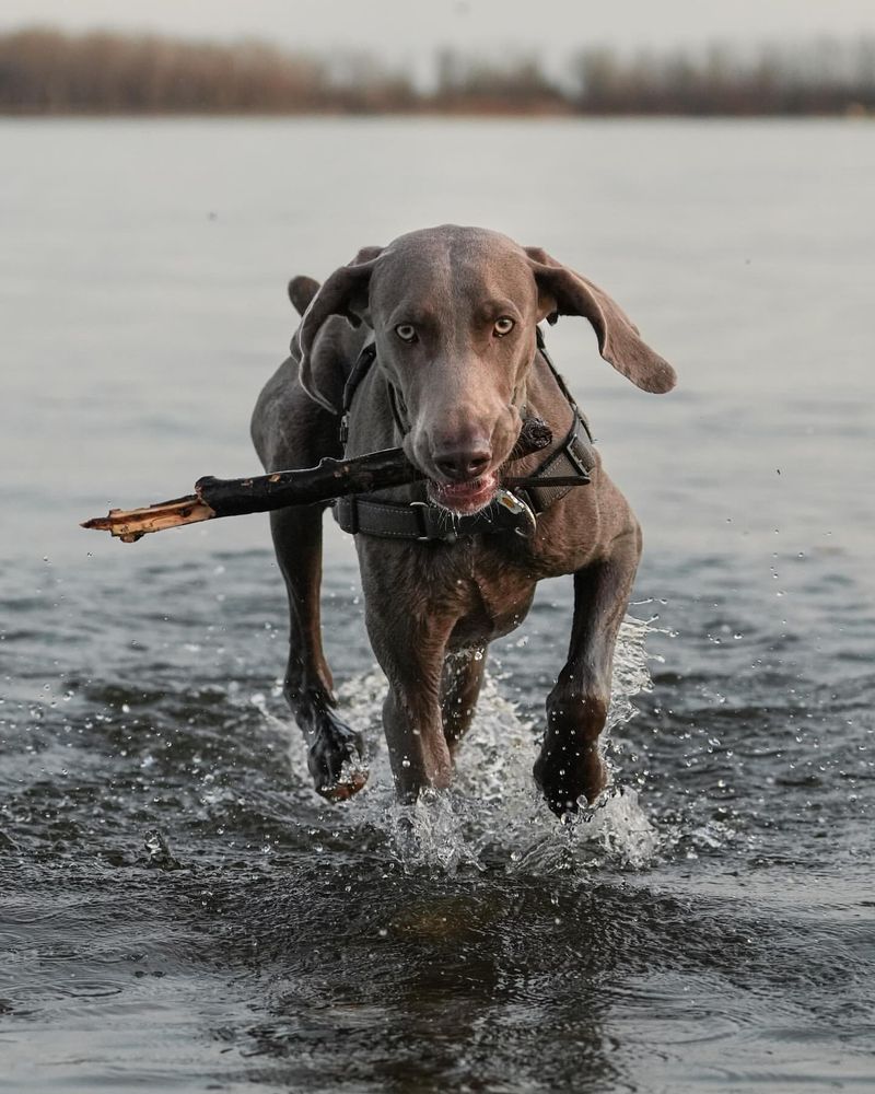 Weimaraner