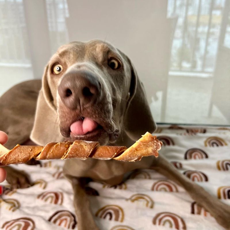 Weimaraner