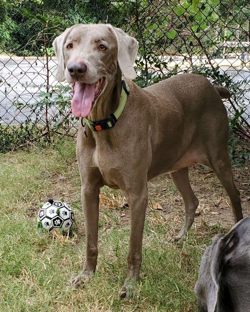 Weimaraner