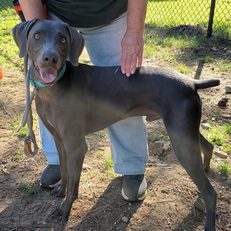 Weimaraner