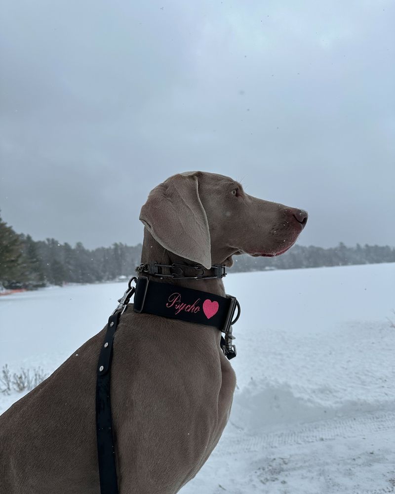 Weimaraner