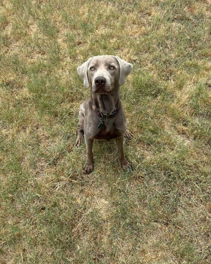 Weimaraner