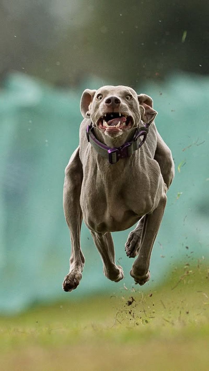 Weimaraner