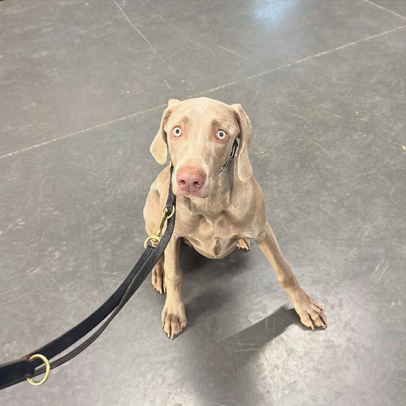 Weimaraner