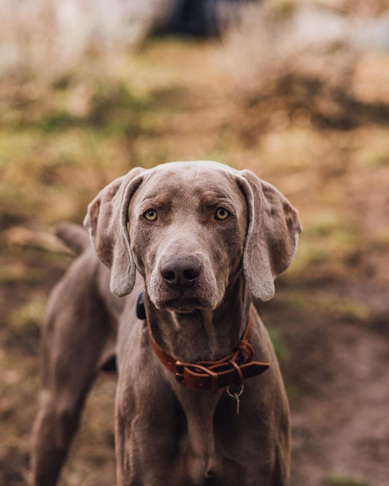 Weimaraner