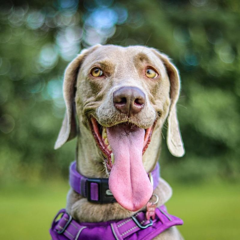 Weimaraner