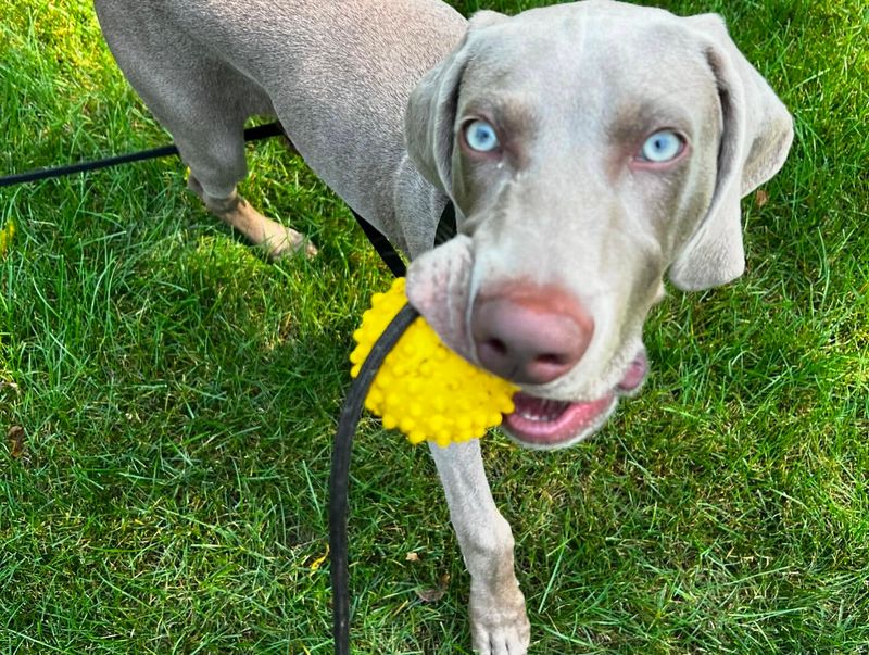 Weimaraner