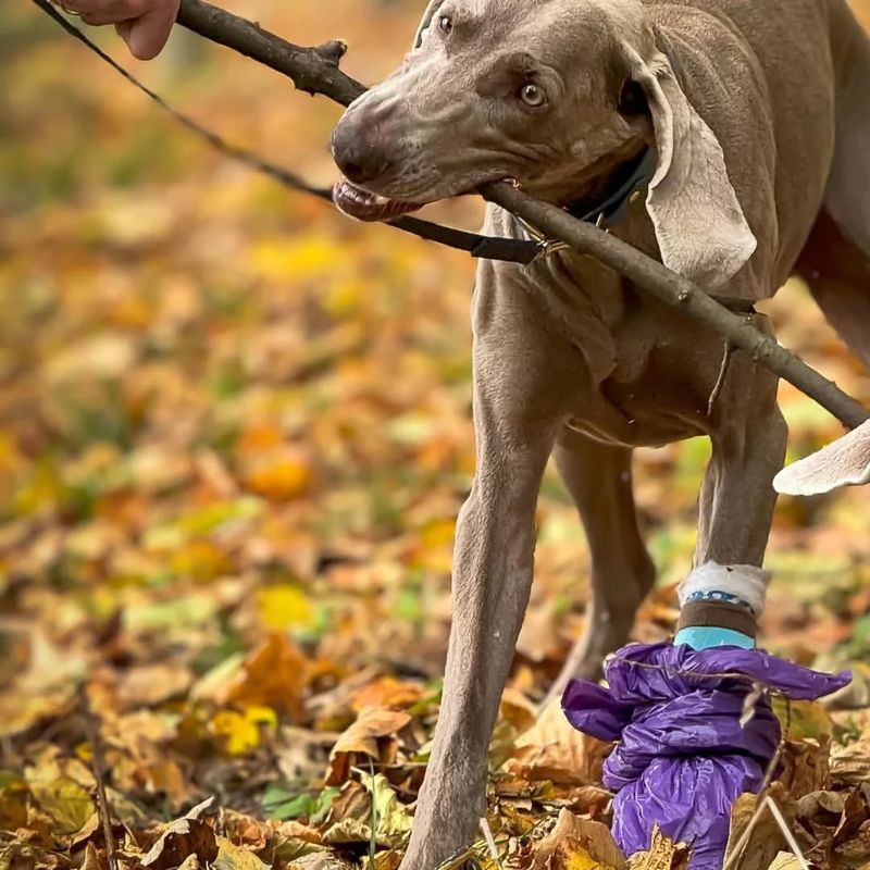 Weimaraner