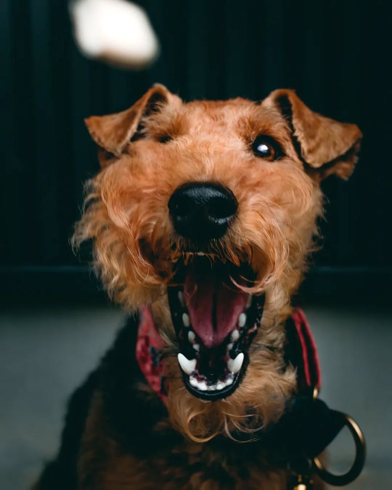 Welsh Terrier