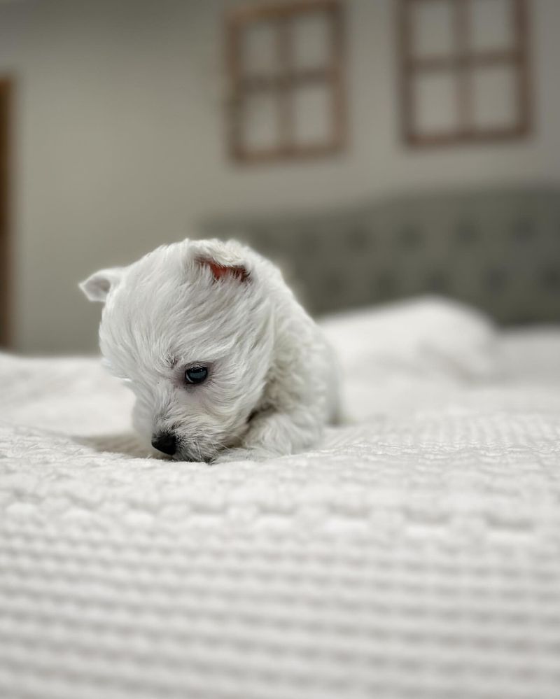 West Highland White Terrier