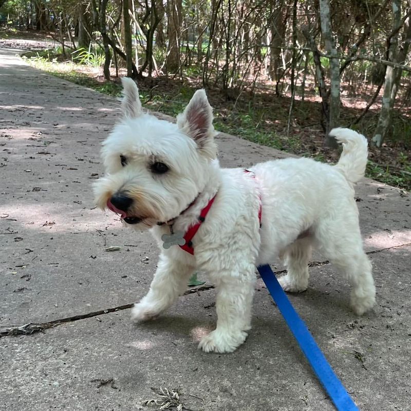 West Highland White Terrier