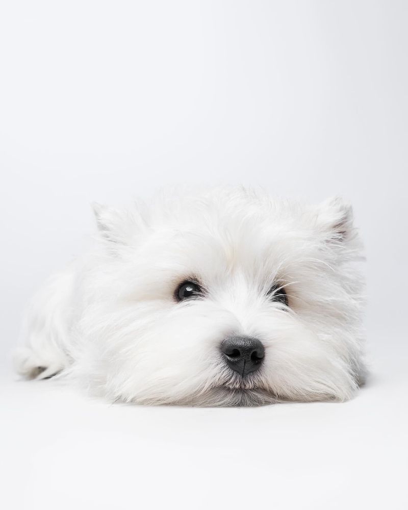West Highland White Terrier