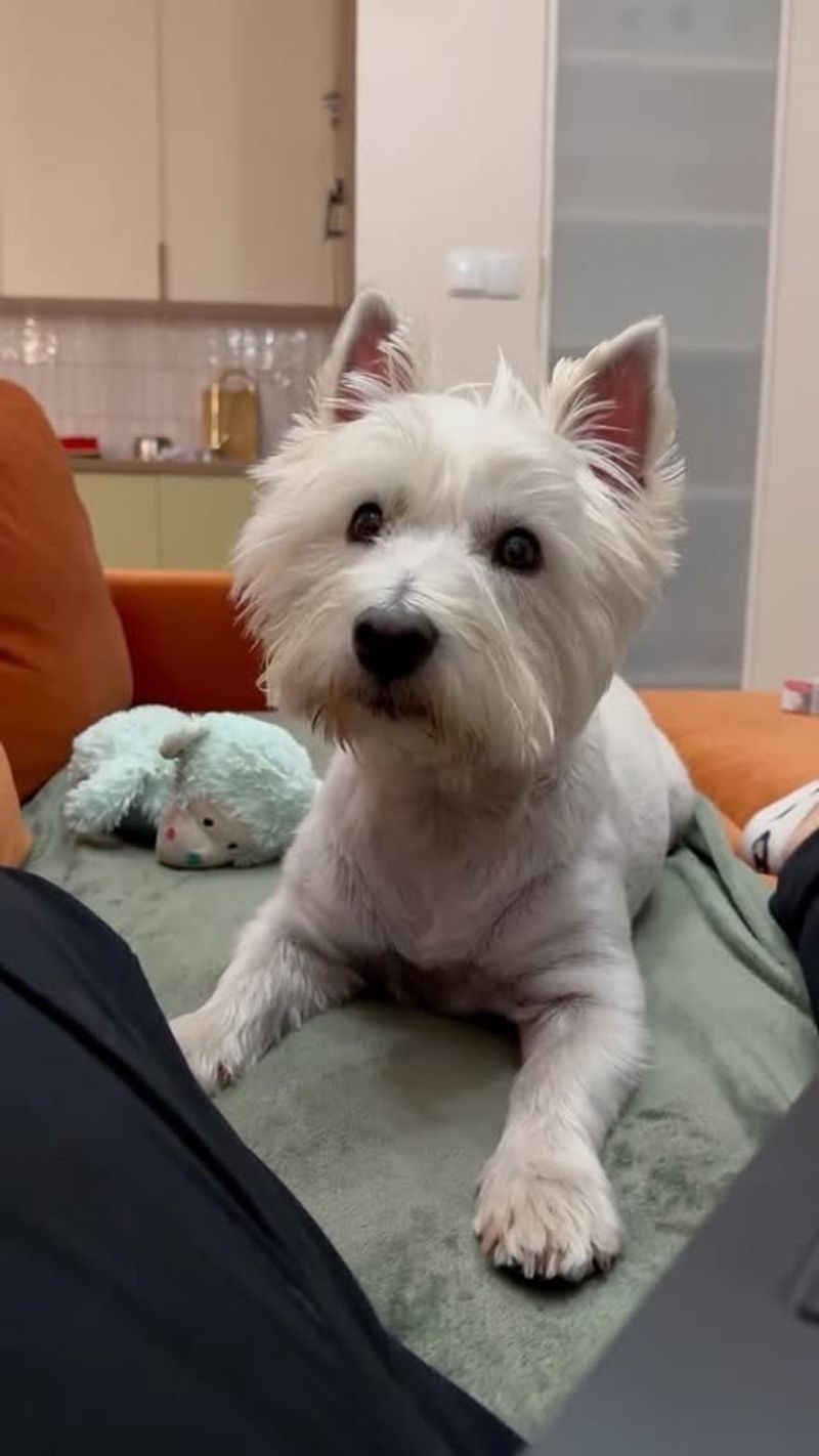 West Highland White Terrier