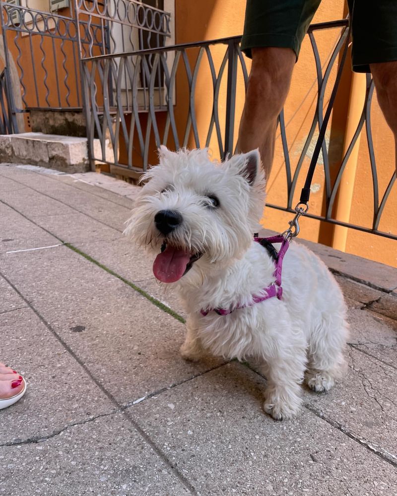 West Highland White Terrier