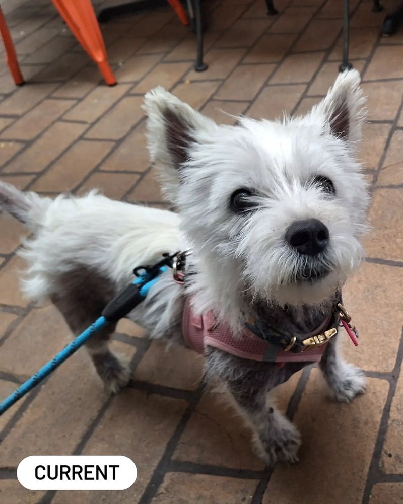 West Highland White Terrier Mix