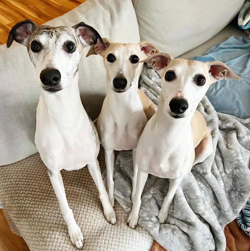 Whippet