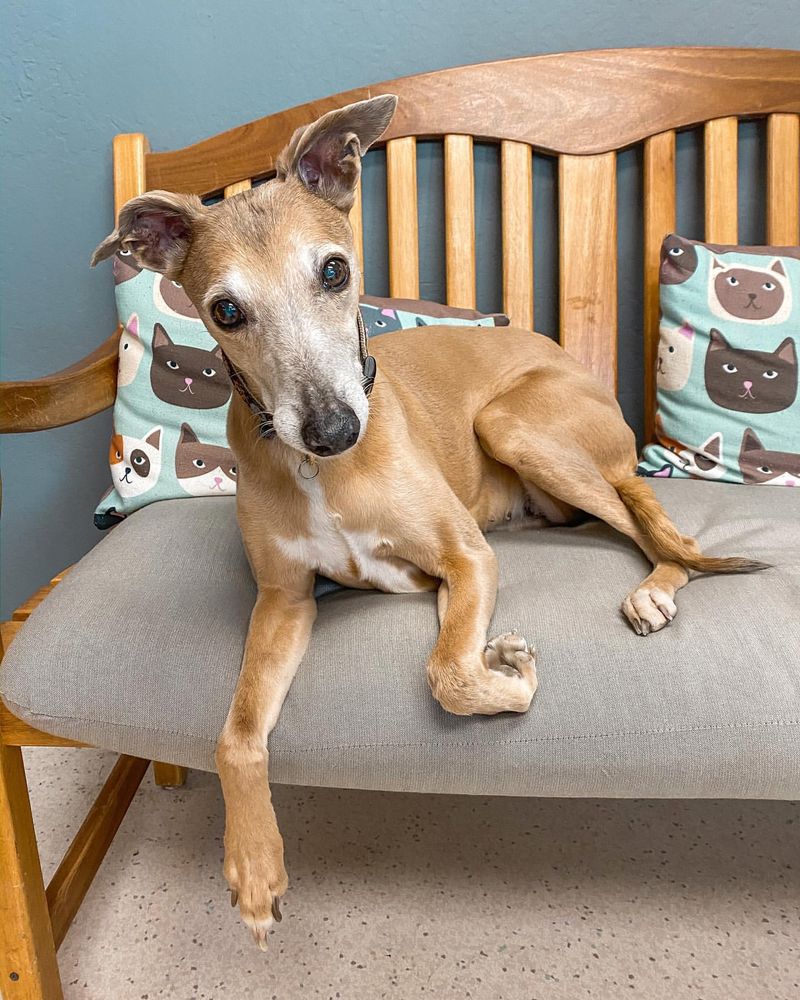 Whippet