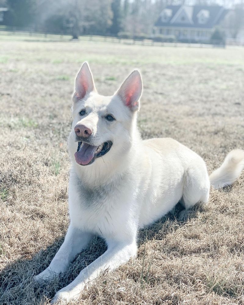 White German Shepherd