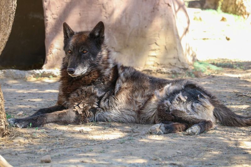 Wild Spirit Wolf Sanctuary, New Mexico