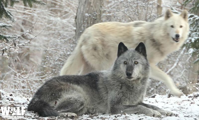 Wolf Conservation Center, New York