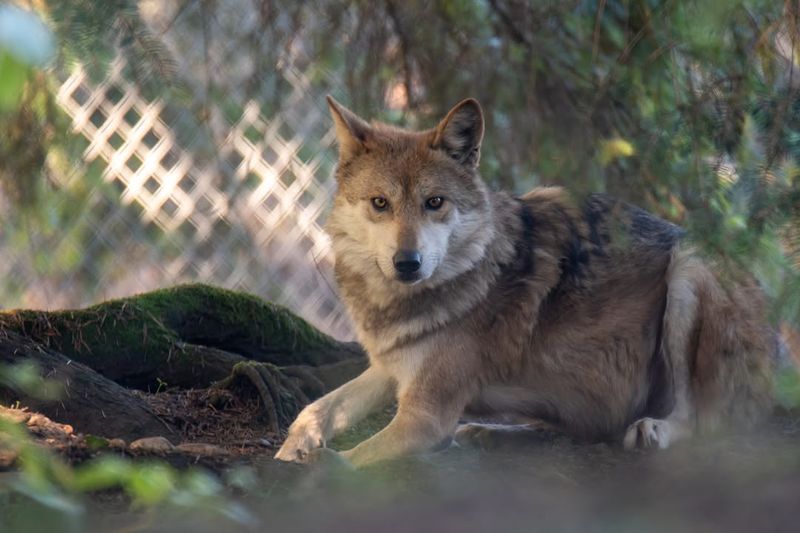 Wolf Haven International, Washington