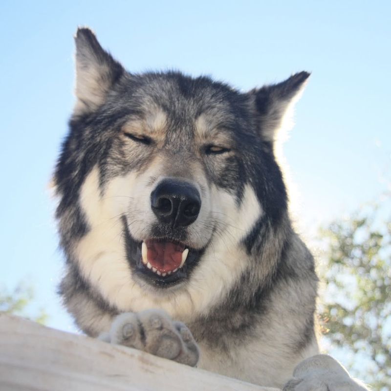 Wolf Mountain Sanctuary, California