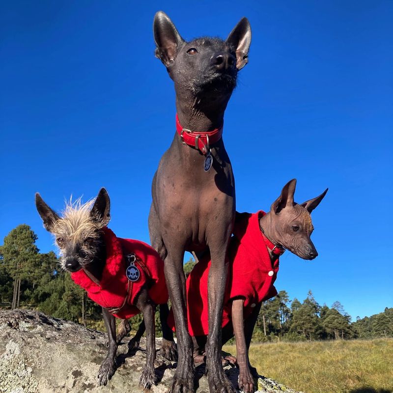 Xoloitzcuintli