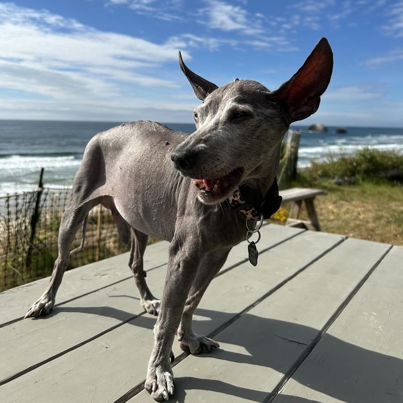 Xoloitzcuintli