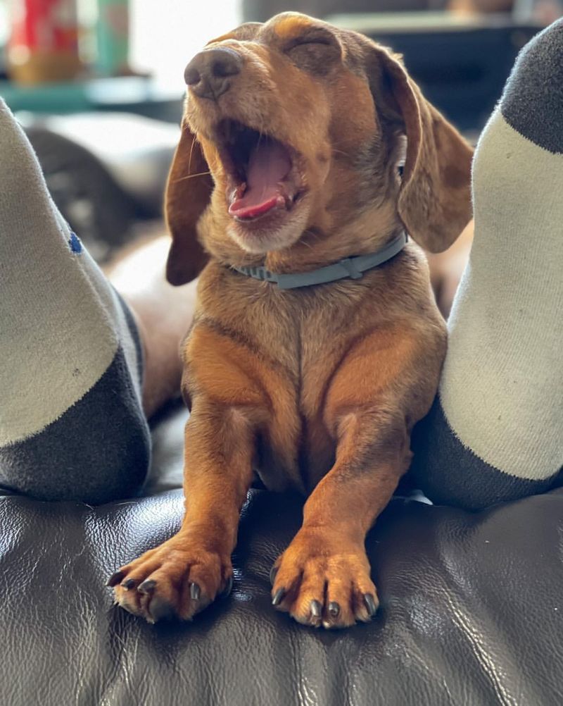 Yawning