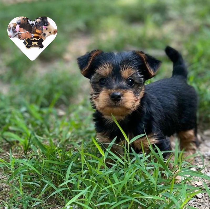 Yorkipoo