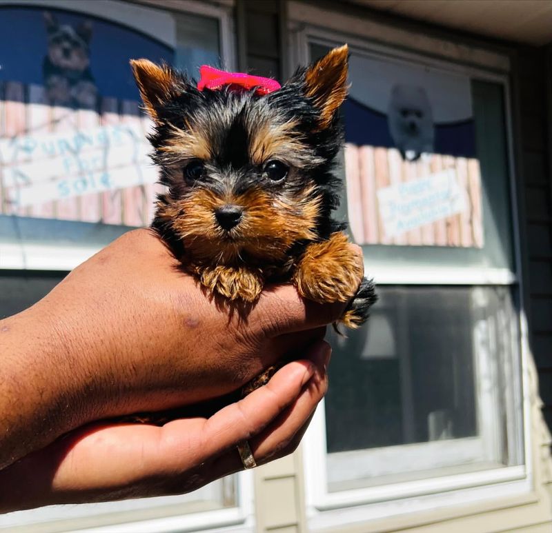 Yorkshire Terrier