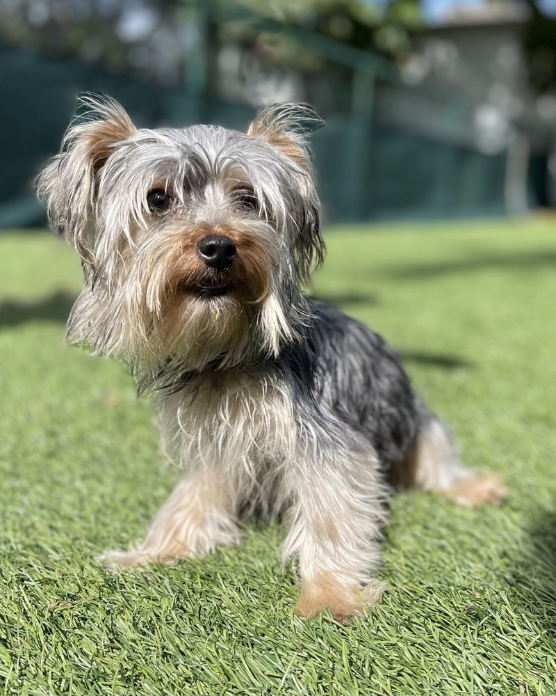 Yorkshire Terrier