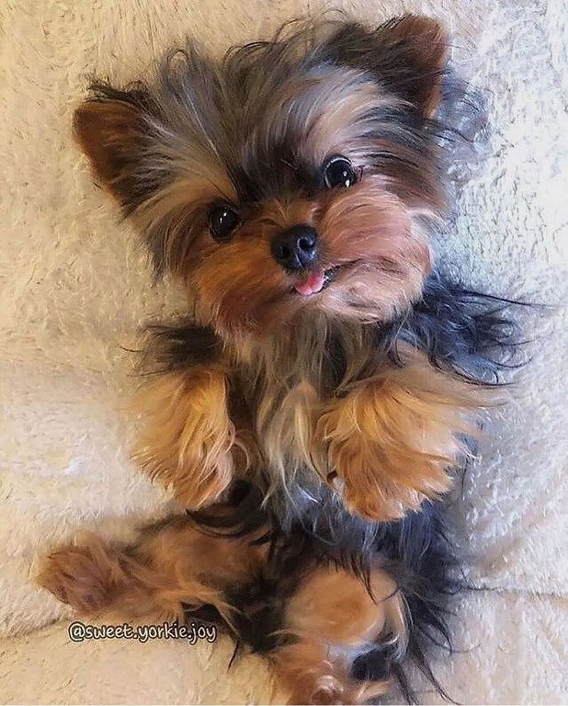 Yorkshire Terrier