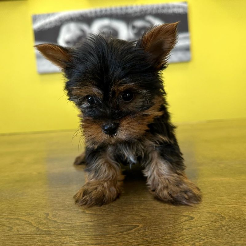 Yorkshire Terrier