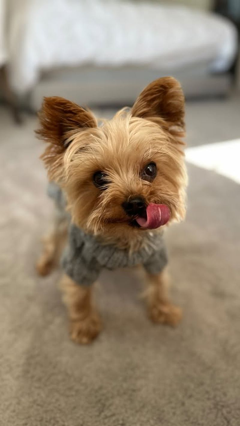 Yorkshire Terrier