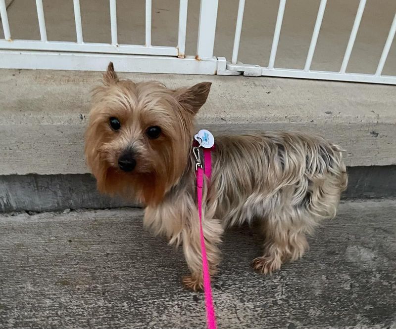 Yorkshire Terrier